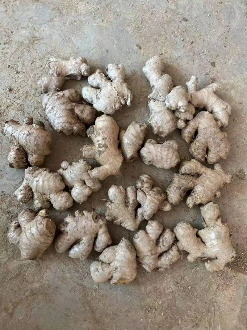 现挖大黄姜上市，自己基地直发，电商，超市专业打包