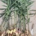 现挖大黄姜上市，自己基地直发，电商，超市专业打包