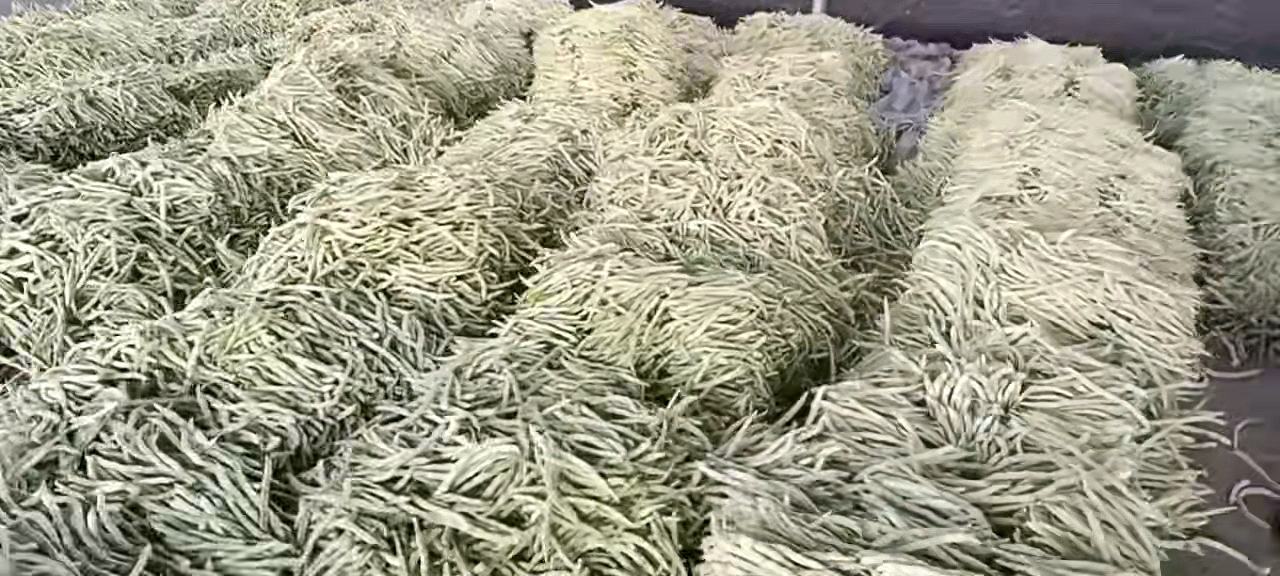 展示新鲜采摘的白莲子豆角,豆荚饱满,豆粒清晰可见,背景为田园风光 白莲子豆角特写