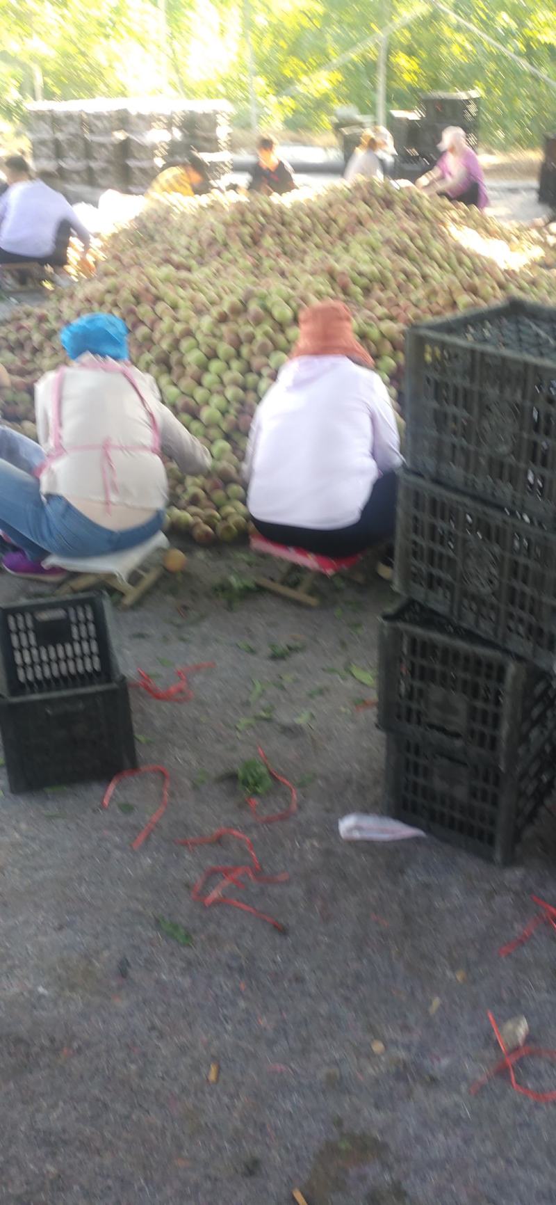 青州蜜桃:蜜桃王全红蜜.晚蜜桃.大叶子蜜.二老板，半离核