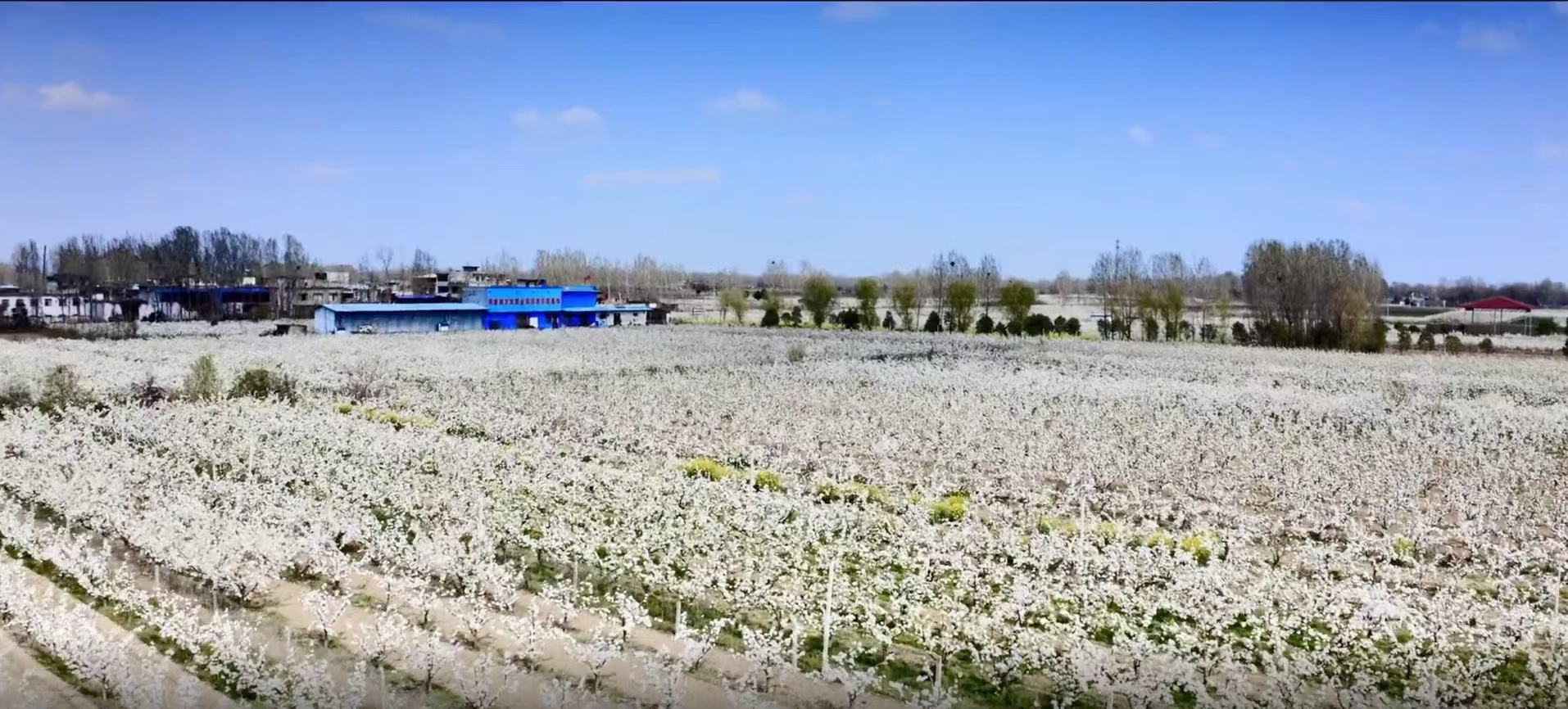 白梨花节活动现场，游客在花海中拍照