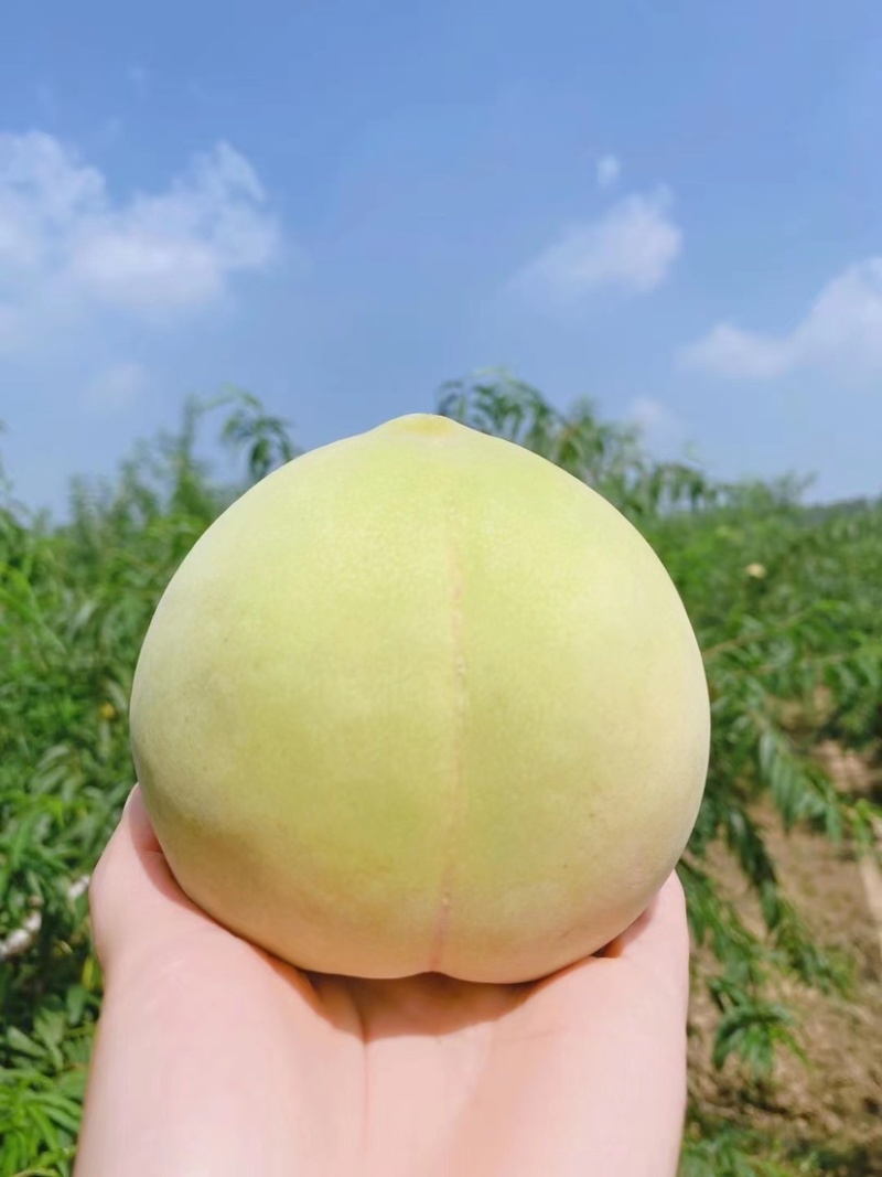 青脆桃