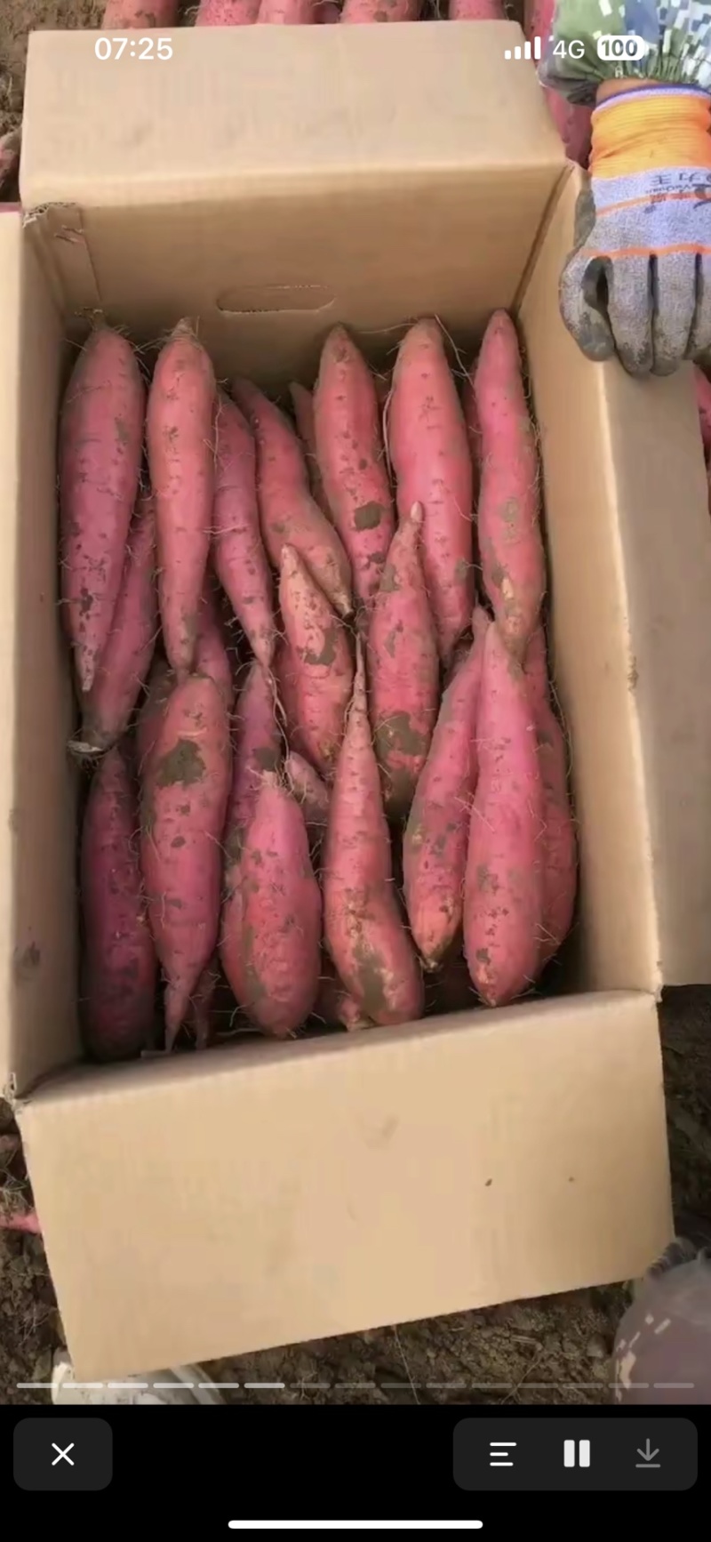 烟薯25，