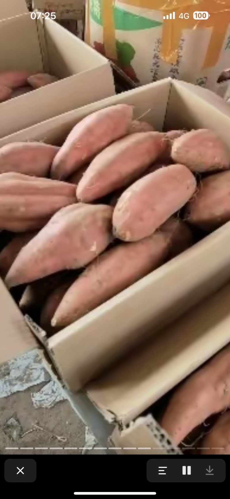 烟薯25，