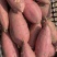 烟薯25，