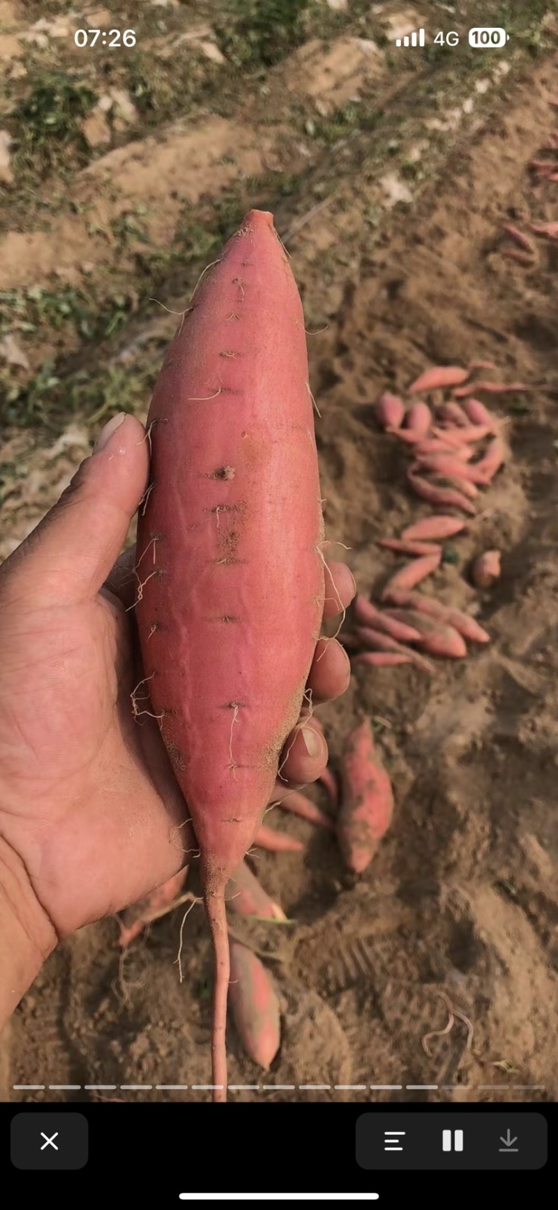烟薯25，