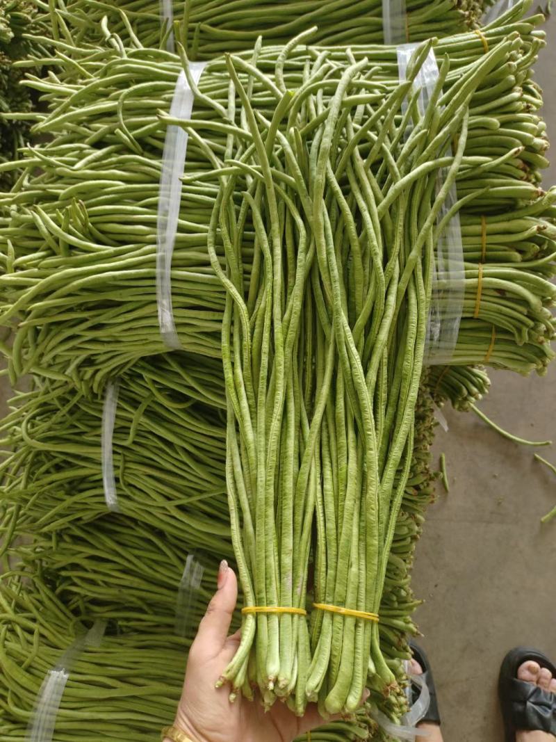 我家乡的精品长豆角