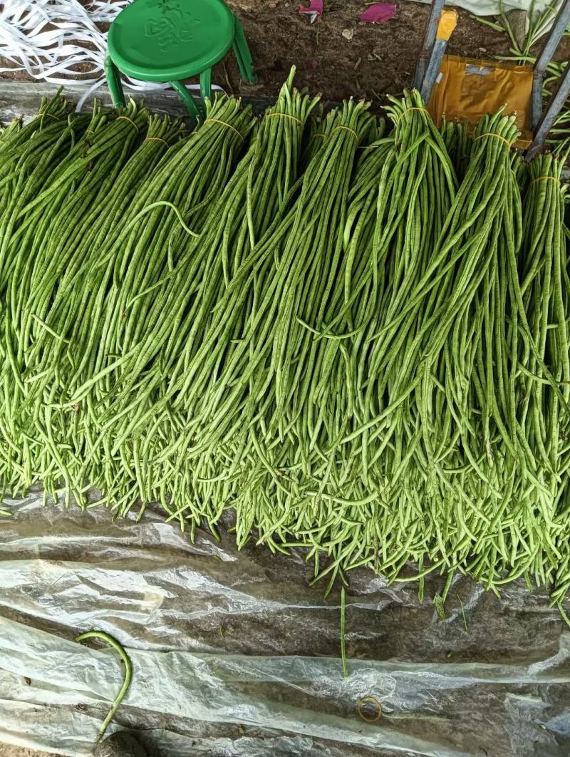 我家乡的精品长豆角