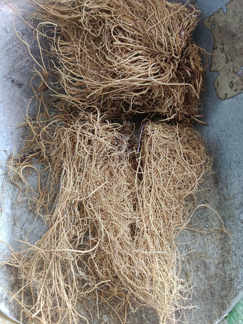 细辛，水洗辽细辛，干度新货质量保证实拍现货24小时内发货