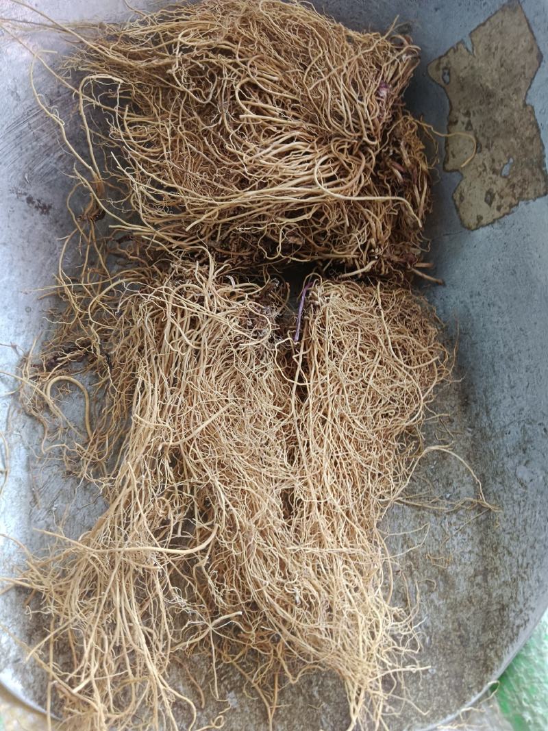 细辛，水洗辽细辛，干度新货质量保证实拍现货24小时内发货