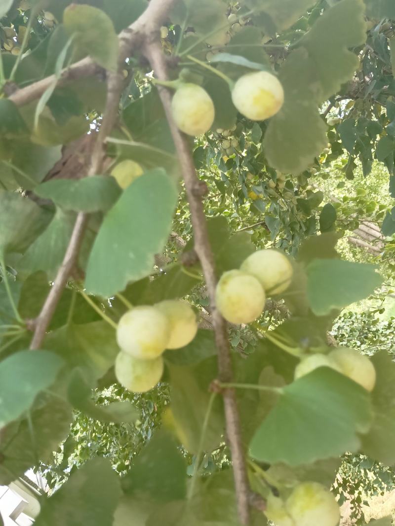 银杏果要卖