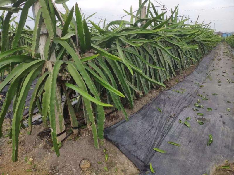 广西南宁产地金都一号红心火龙果扦插苗有根，无根都有