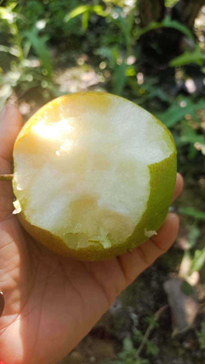 蒲城玉露香梨