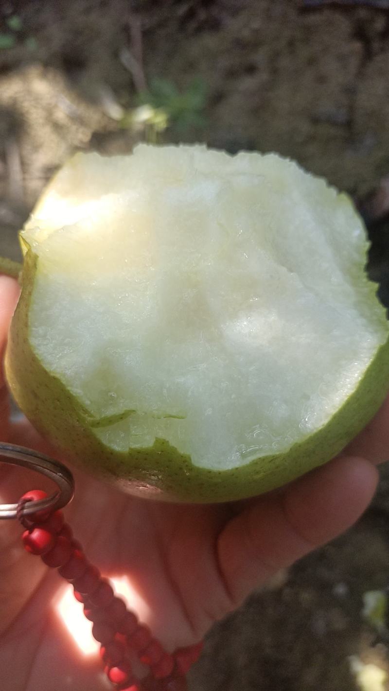 蒲城玉露香梨