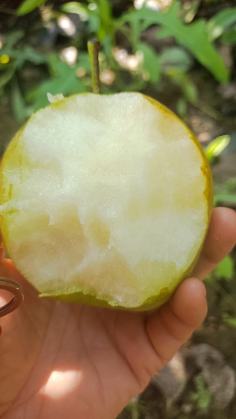 蒲城玉露香梨