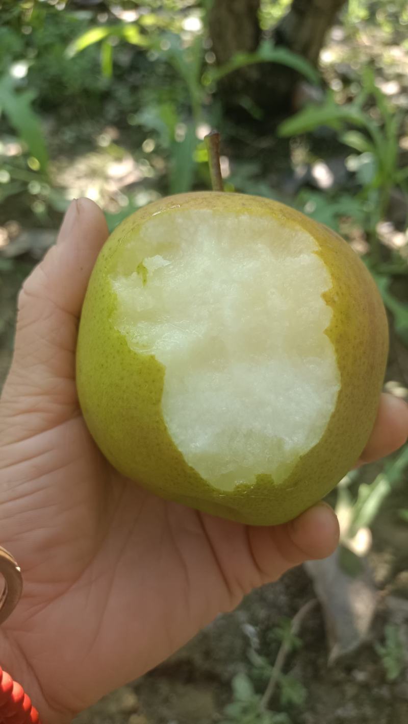 蒲城玉露香梨