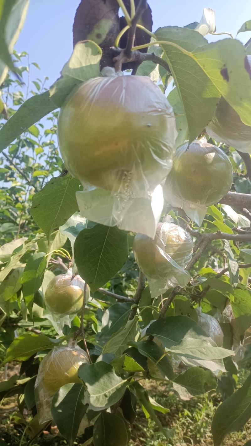 蒲城玉露香梨