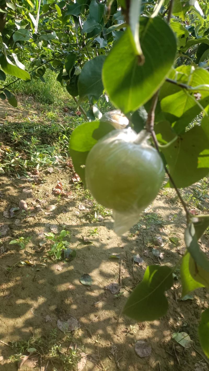 蒲城玉露香梨