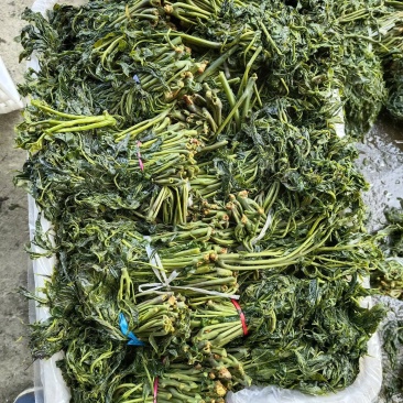 腌制香椿咸菜下饭菜山东特产量大质优
