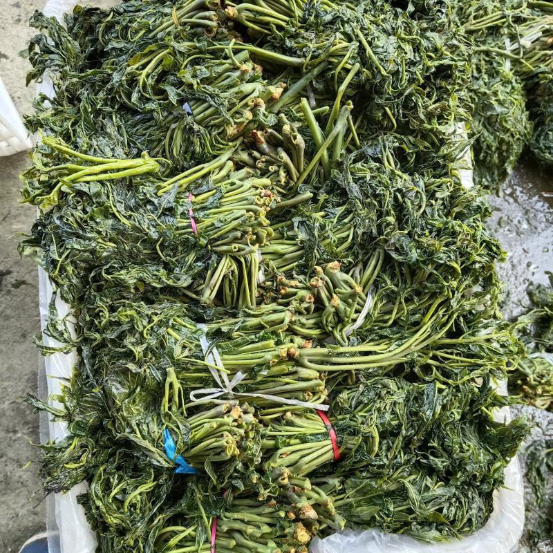 腌制香椿咸菜下饭菜山东特产量大质优