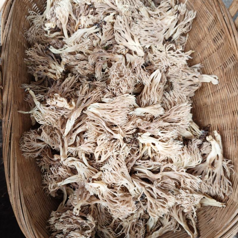 珊瑚菌，刷把菌