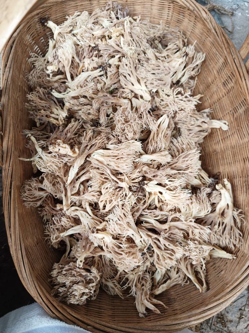 珊瑚菌，刷把菌