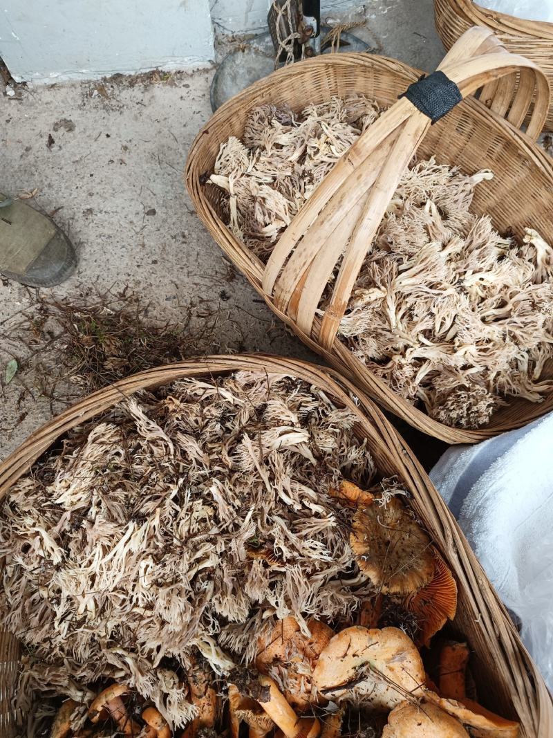 珊瑚菌，刷把菌