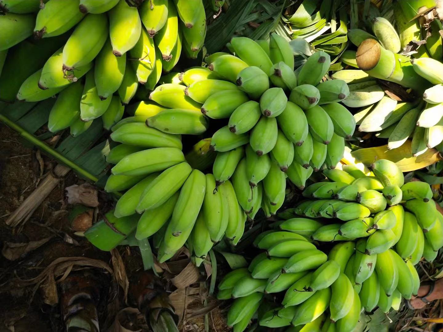 中国主要香蕉与芭蕉产区地图示意图