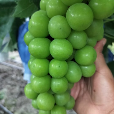 阳光玫瑰