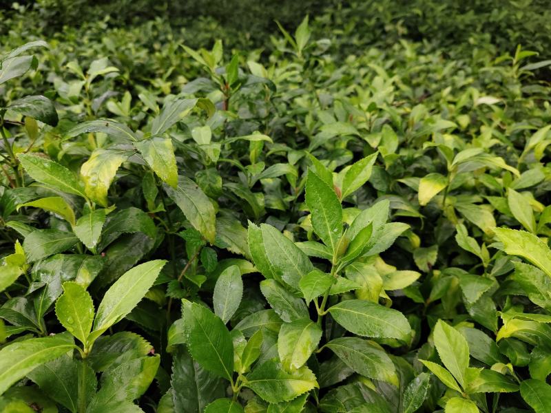 2022年育草珊瑚苗，2年苗出售