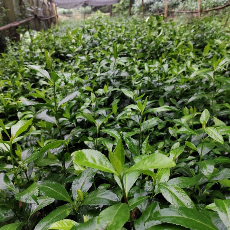 2022年育草珊瑚苗，2年苗出售