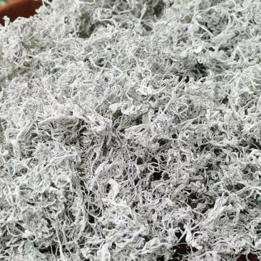张家界莓茶原产地