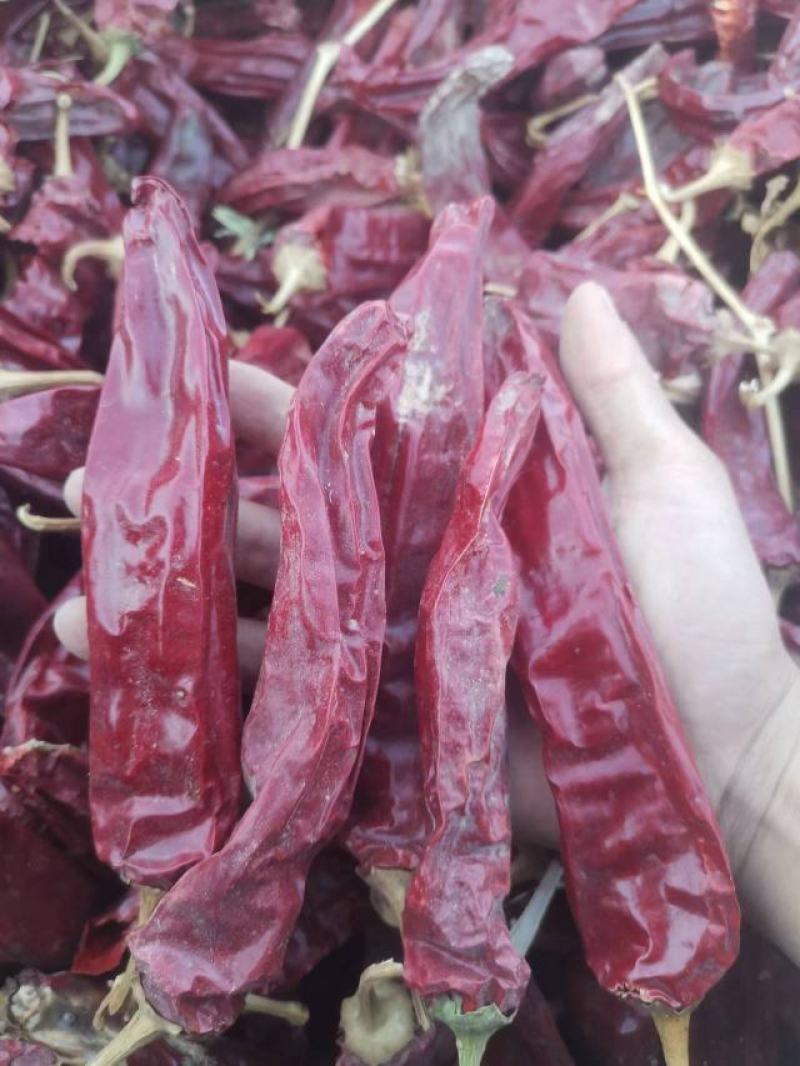 新疆农户一手红龙23.量大质优。原产地一手直发，保质保量