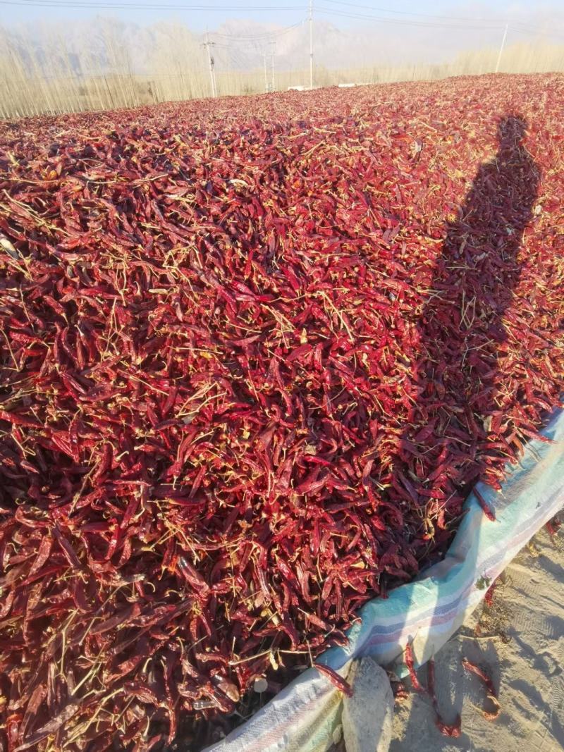新疆农户一手红龙23.量大质优。原产地一手直发，保质保量