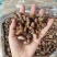 海兔，即食，辣炒营养价值高。量大从优