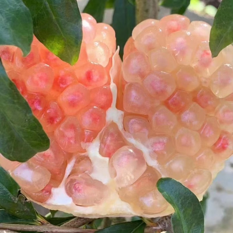云南蒙自甜石榴
