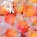 云南蒙自甜石榴