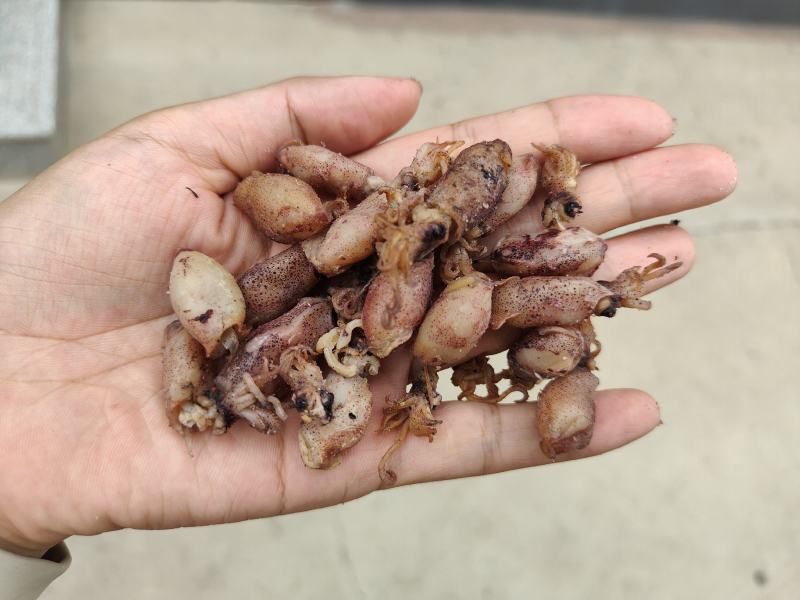 海兔，即食，辣炒营养价值高。量大从优
