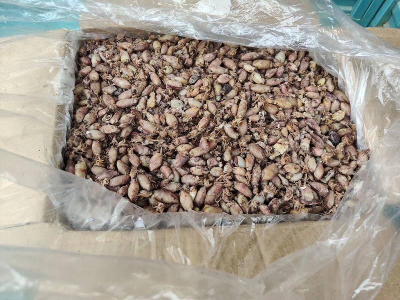 海兔，即食，辣炒营养价值高。量大从优