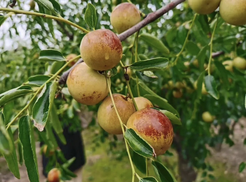 陕西大荔县东枣种植基地,阳光下的枣树挂满果实 东枣果园
