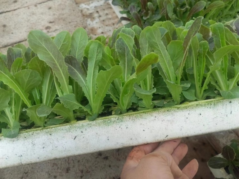 莴笋苗紫香玉苗好无病根系发达成活率高耐寒