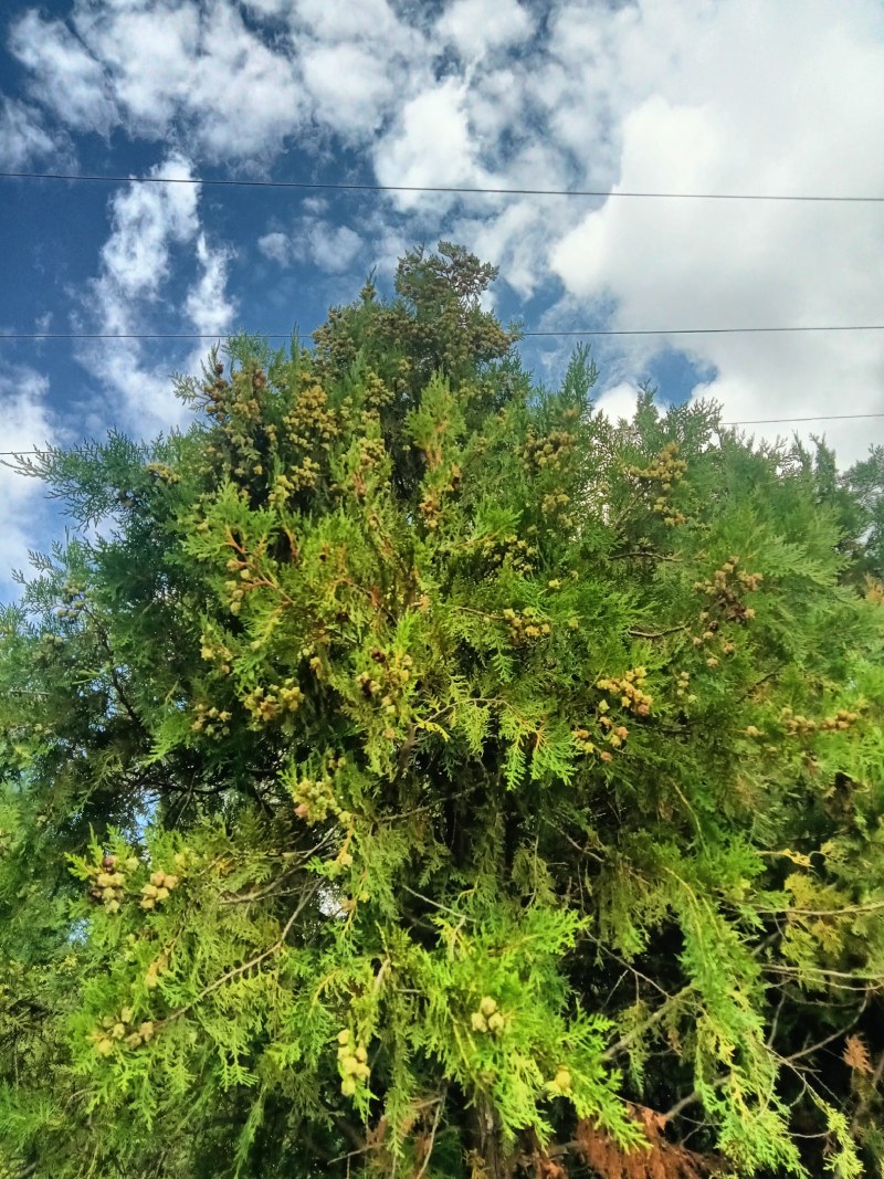 出售各种中药材，野生，家种货都有，出售杂木，苹果树木材