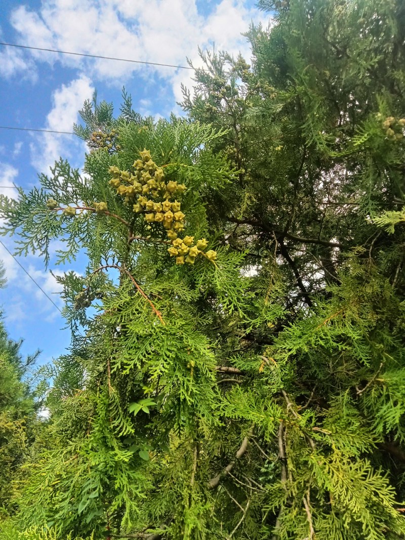 出售各种中药材，野生，家种货都有，出售杂木，苹果树木材