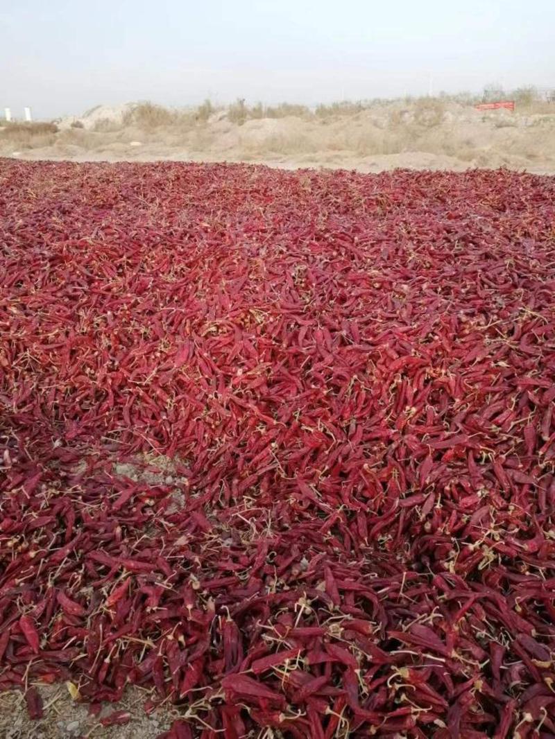 新疆产地农户一手江红，量大质优。产地直发，保质保量