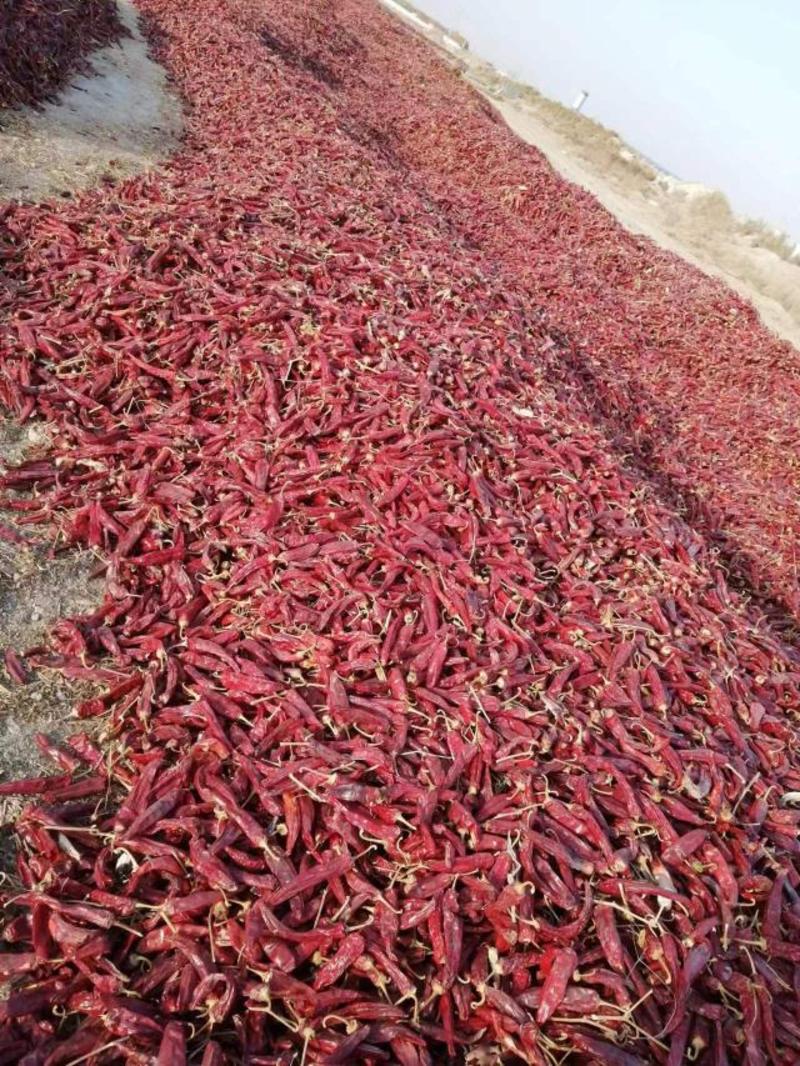 新疆产地农户一手江红，量大质优。产地直发，保质保量