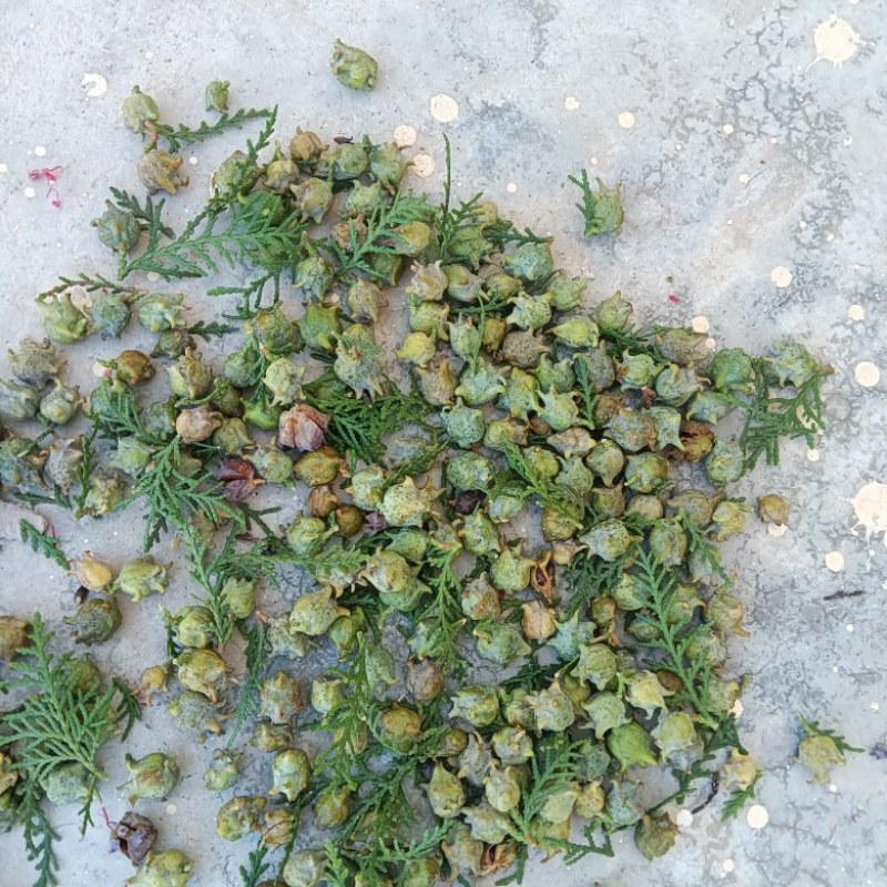出售各种中药材，野生，家种货都有，出售杂木，苹果树木材