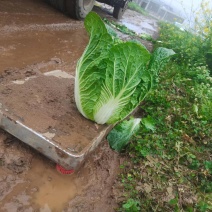 黄心白菜