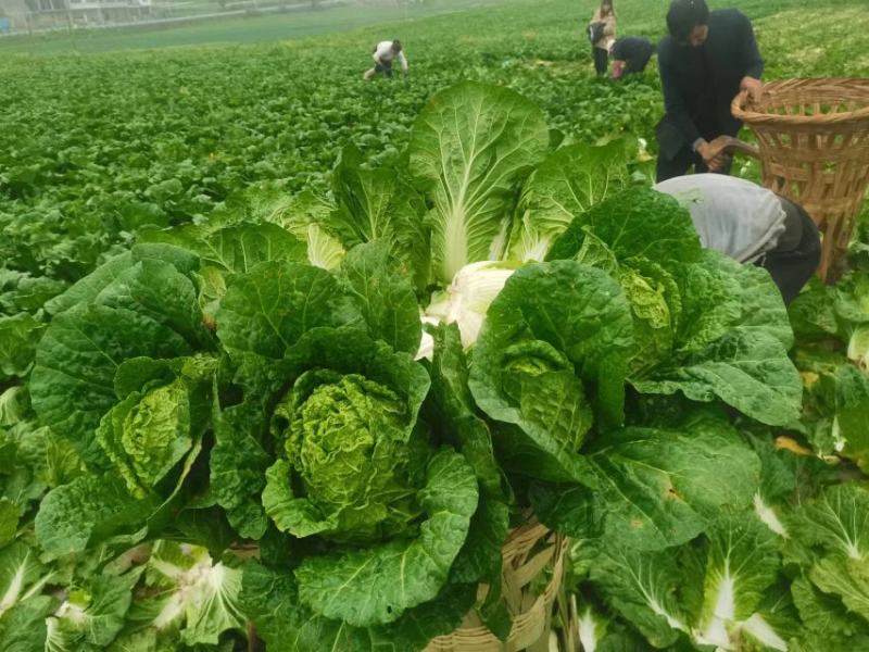 黄心白菜