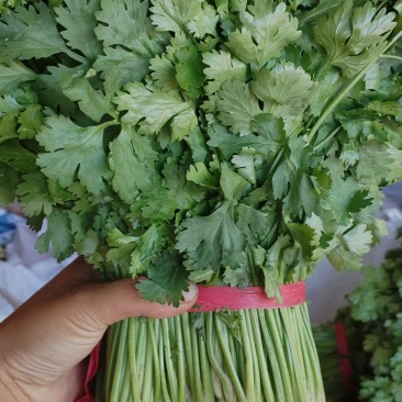 大叶香菜