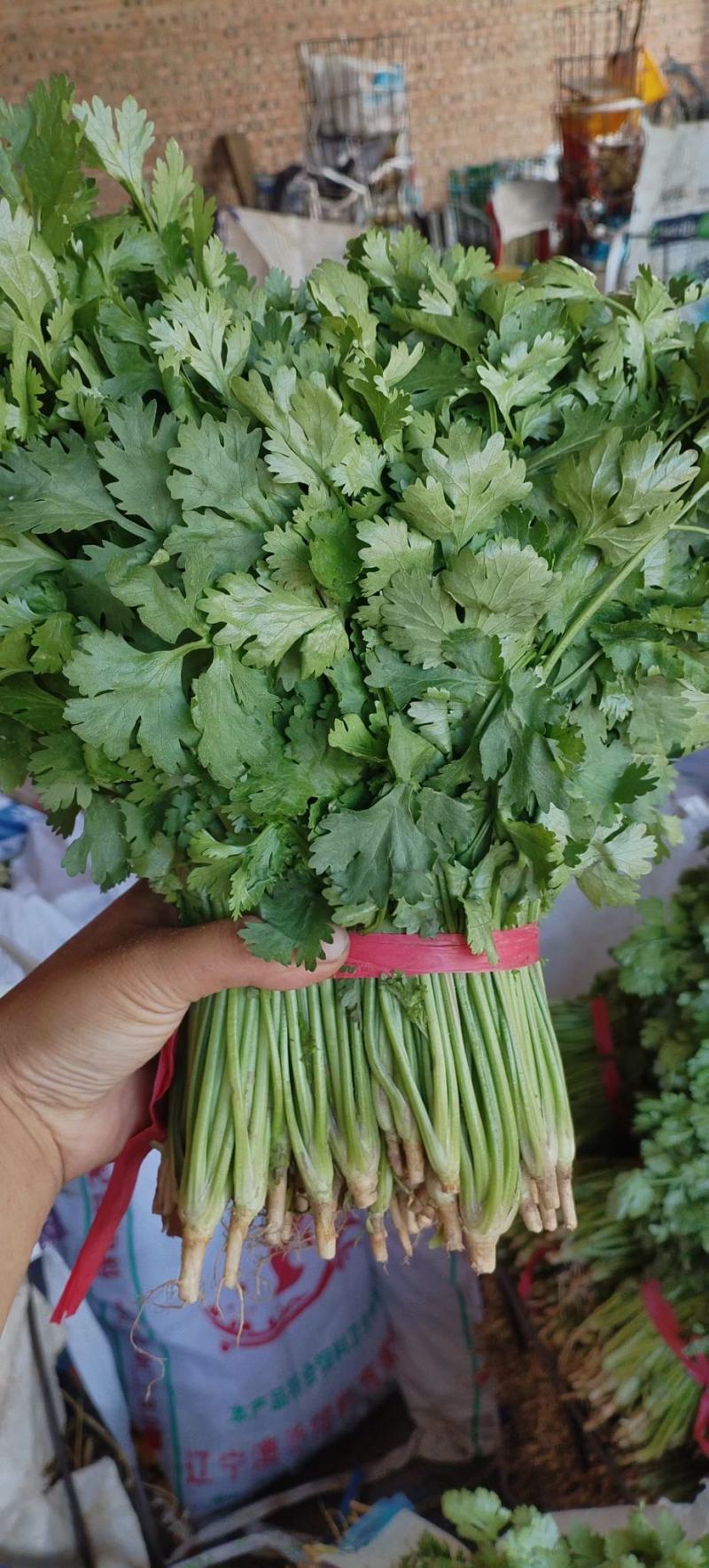 大叶香菜